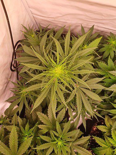 Growreport Bild 7