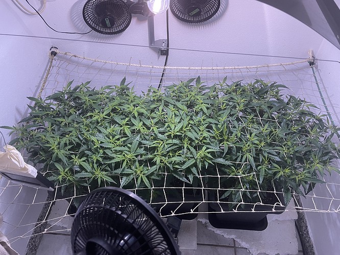 Growreport Bild 6