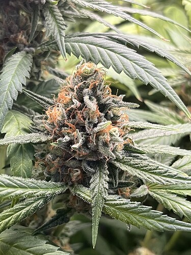 Growreport Bild 6