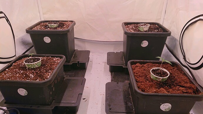 obscura1659643442839