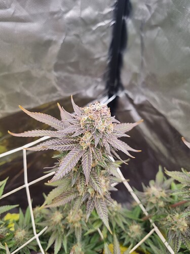 Growreport Bild 10