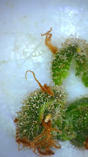 Growreport Bild 48