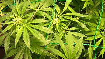 Growreport Bild 3