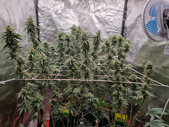 Growreport Bild 11