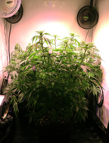 Growreport Bild 3