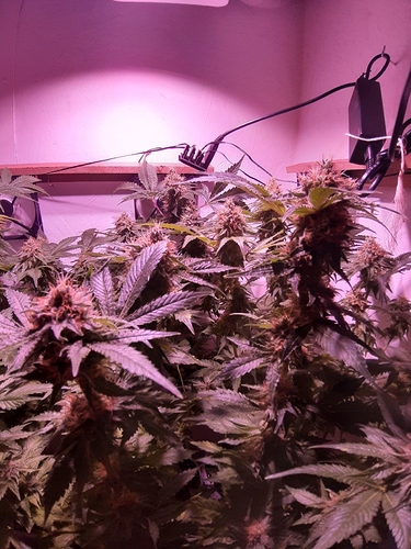 Growreport Bild 1