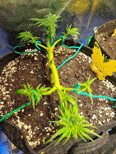 Growreport Bild 20