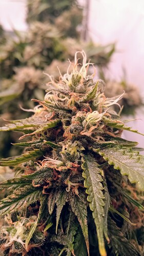 Growreport Bild 18