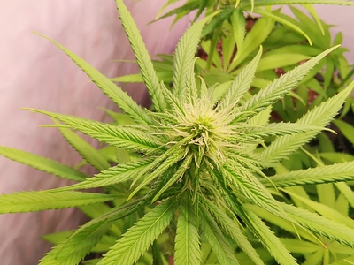 Growreport Bild 11