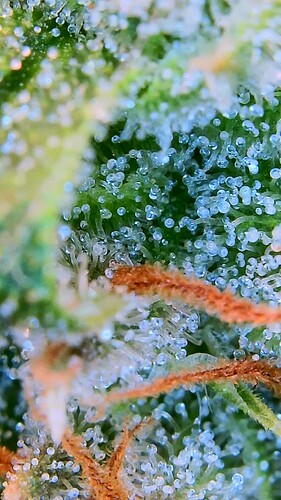 Growreport Bild 2