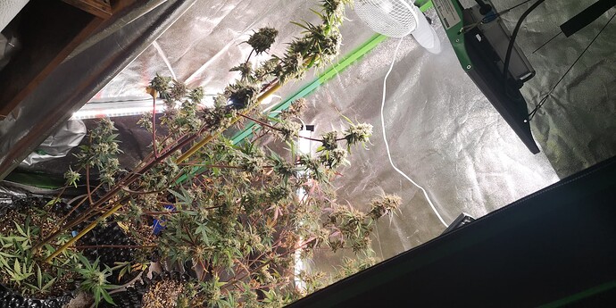 Growreport Bild 25