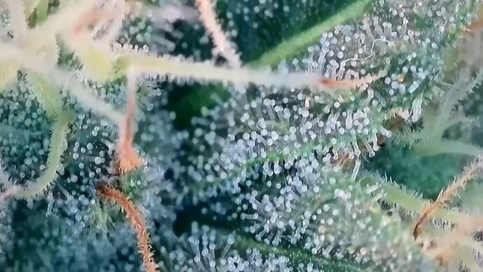 Trichome 2