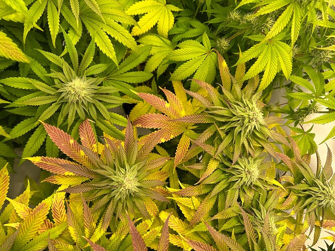 Growreport Bild 5