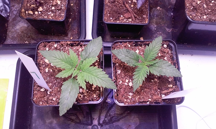 Growreport Bild 1
