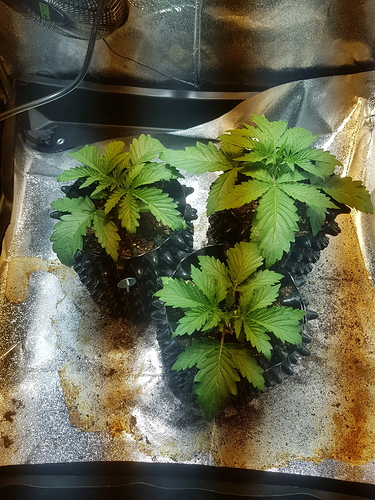 Growreport Bild 17