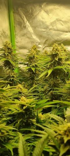 Growreport Bild 2