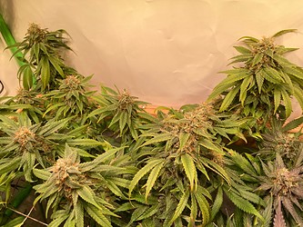 Growreport Bild 1