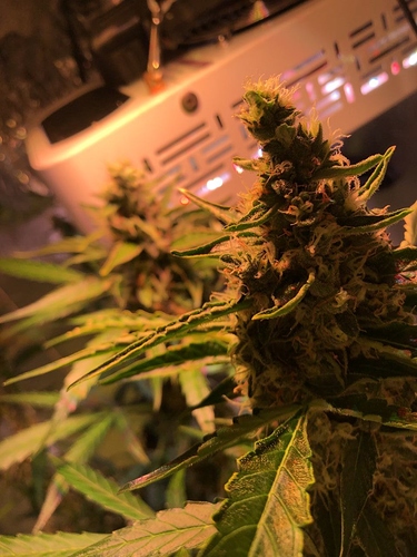 Growreport Bild 12
