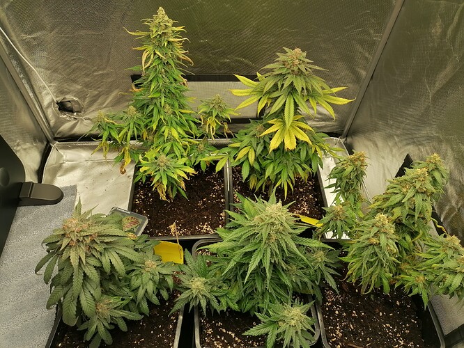 Growreport Bild 2
