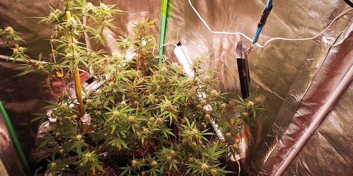 Growreport Bild 4