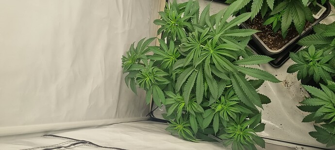 Growreport Bild 2