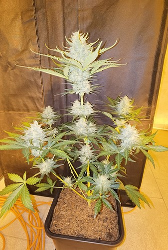 Growreport Bild 28