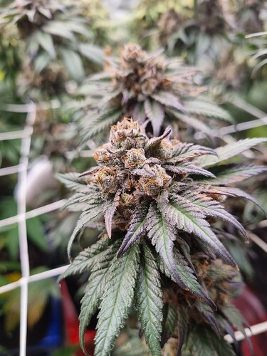 Growreport Bild 24