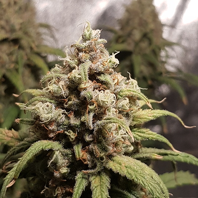 Growreport Bild 7