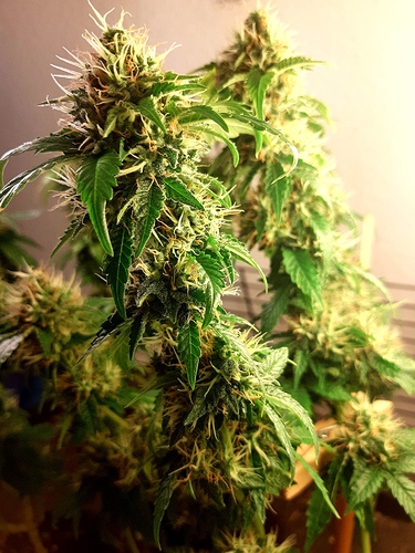 Growreport Bild 10