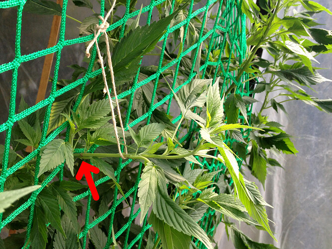 Growreport Bild 21