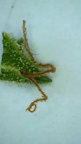Growreport Bild 4