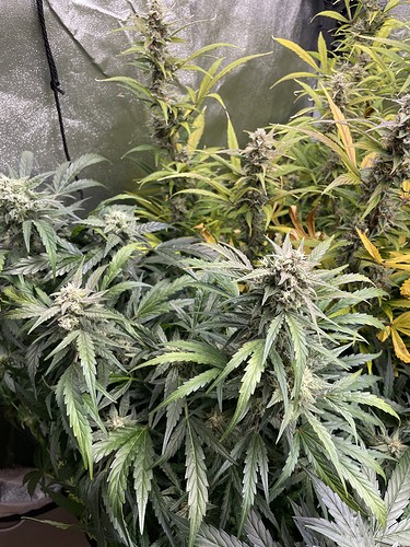 Growreport Bild 15