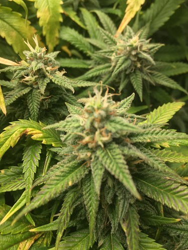Growreport Bild 8