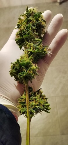 Growreport Bild 6