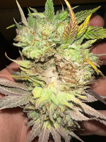 Growreport Bild 13