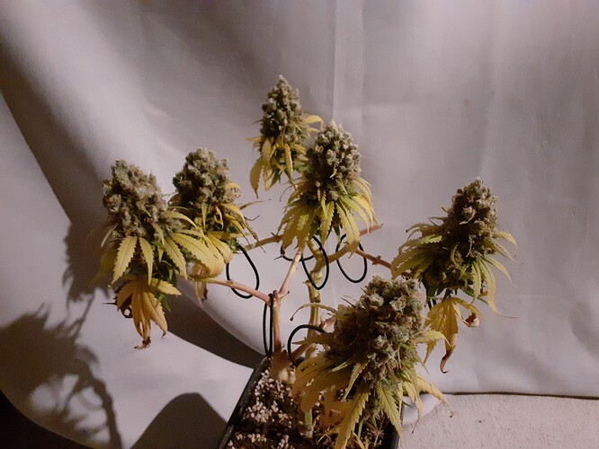 Growreport Bild 1