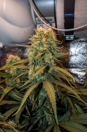 Growreport Bild 7