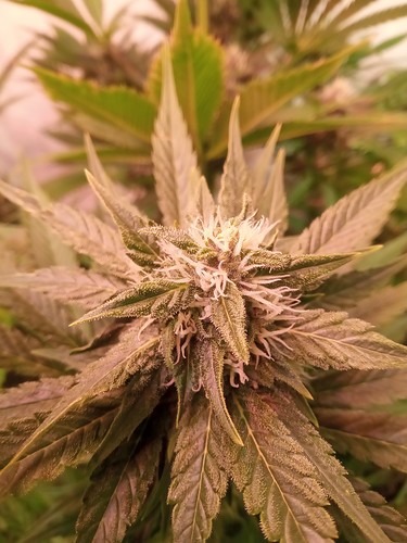 Growreport Bild 1