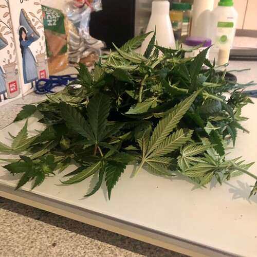 Growreport Bild 4