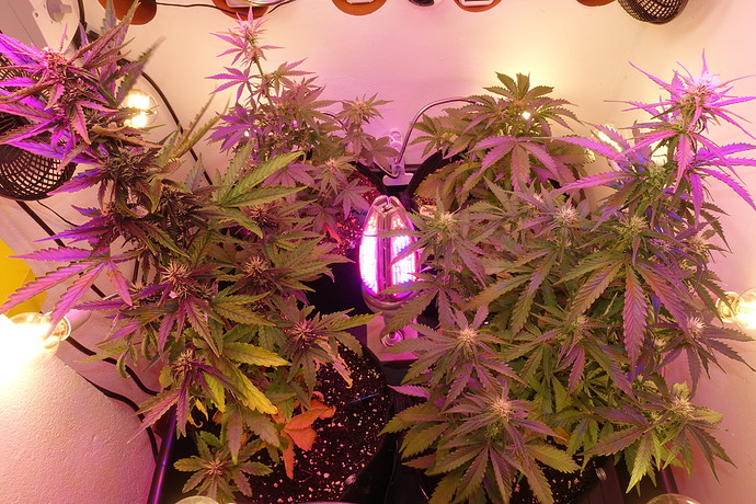 Growreport Bild 15