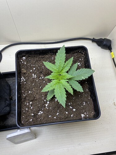 Growreport Bild 4