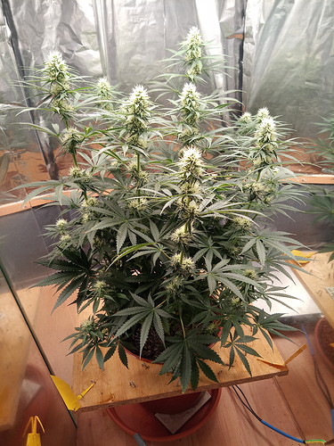 IMG_20210624_190724_9