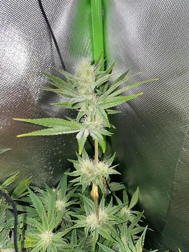 Growreport Bild 43