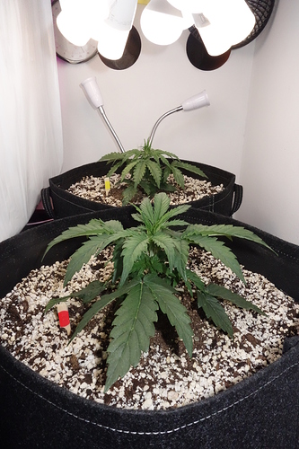 Growreport Bild 14
