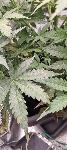 Growreport Bild 4