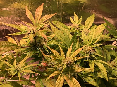 Growreport Bild 1
