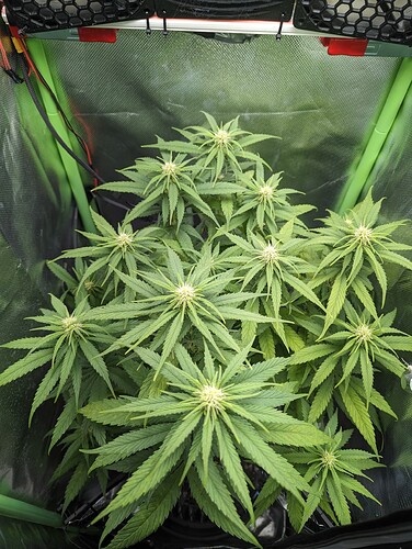 Growreport Bild 13