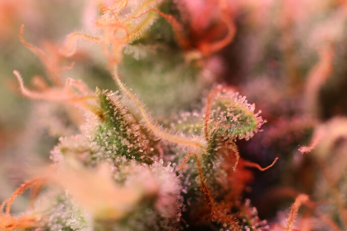 Growreport Bild 11