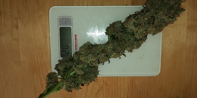 Growreport Bild 3