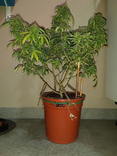 Growreport Bild 7